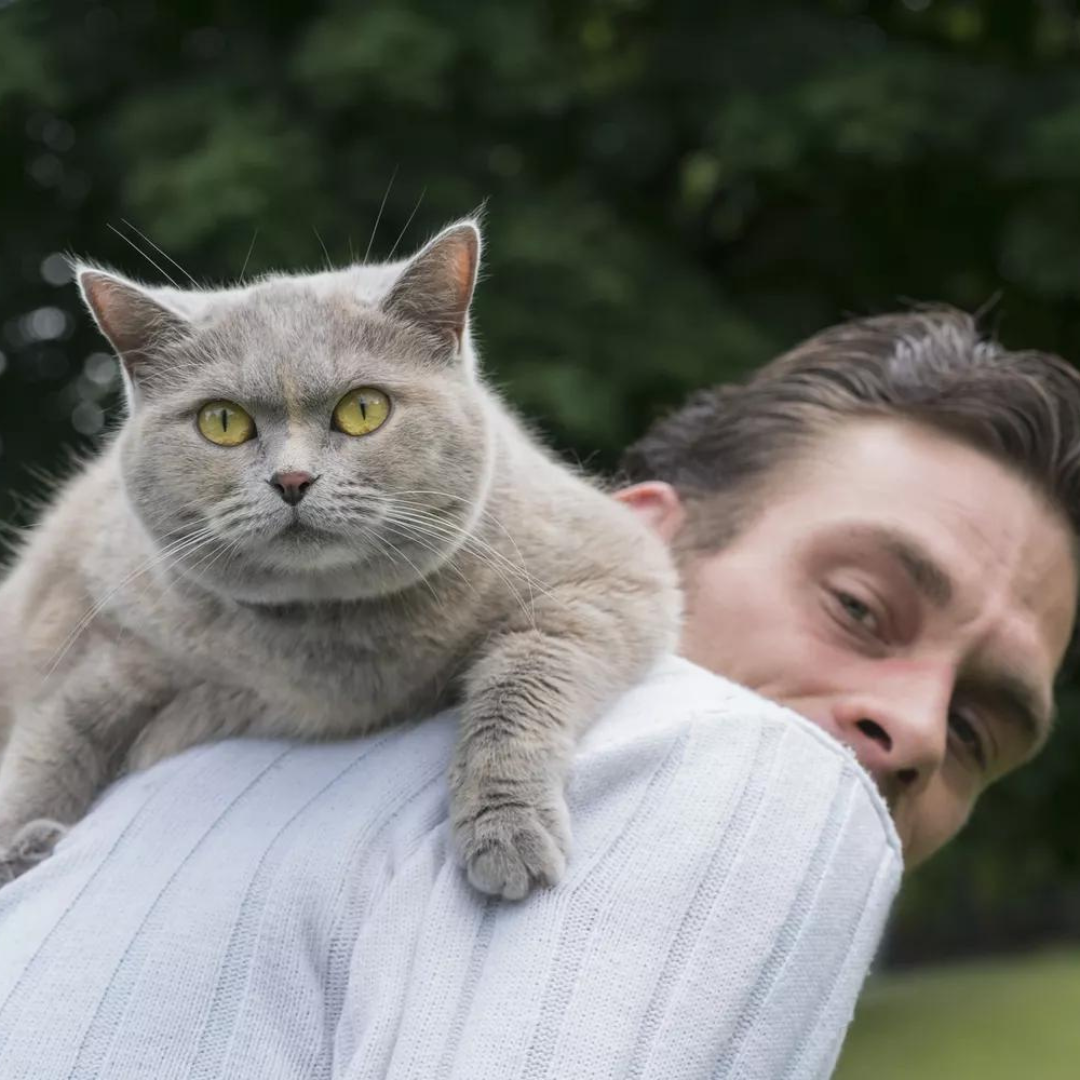 Cat sitting on shoulders