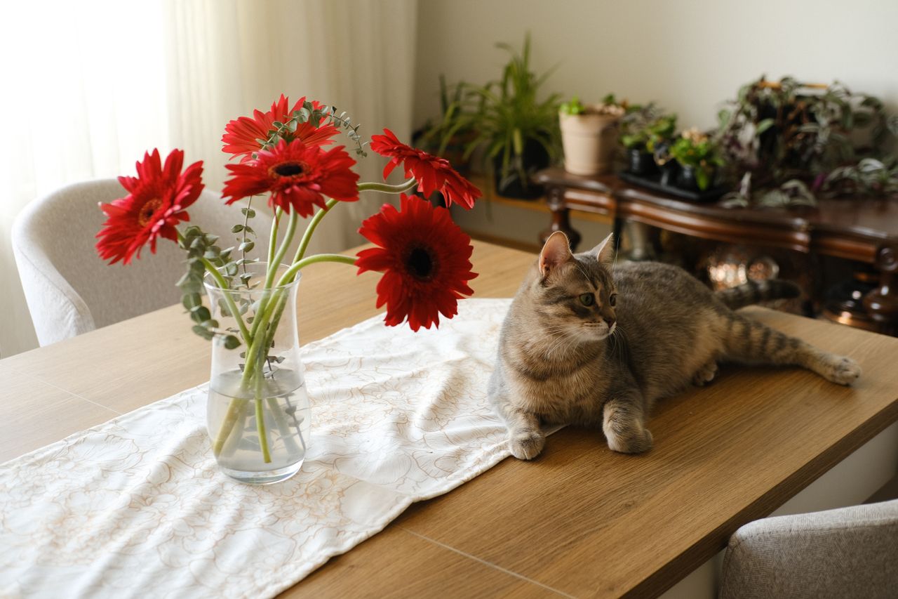 The Flowers Poisonous to Cats Organized by Real Danger