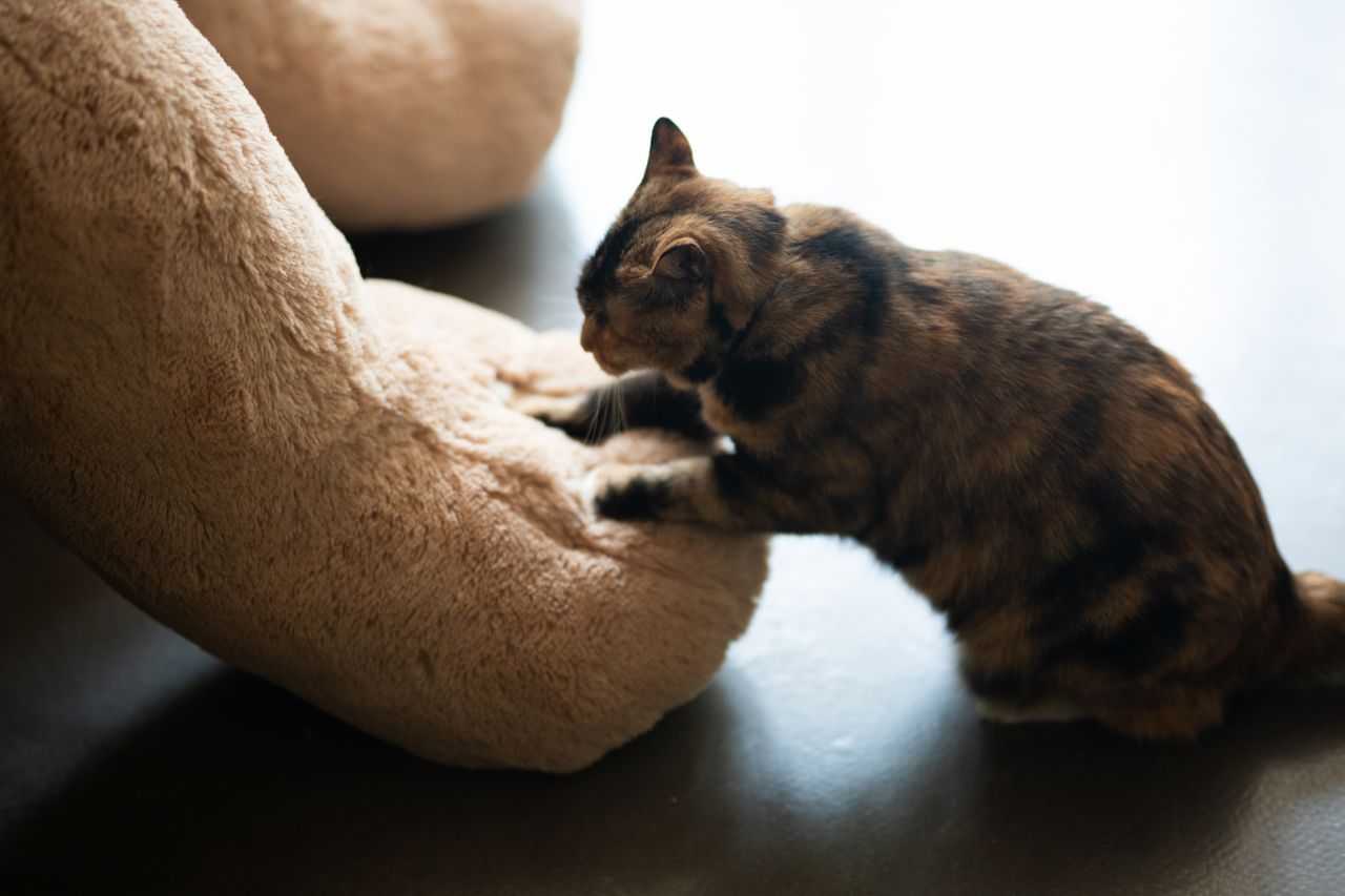 Why Do Cats Knead? And How to Stop the Claws Hurting