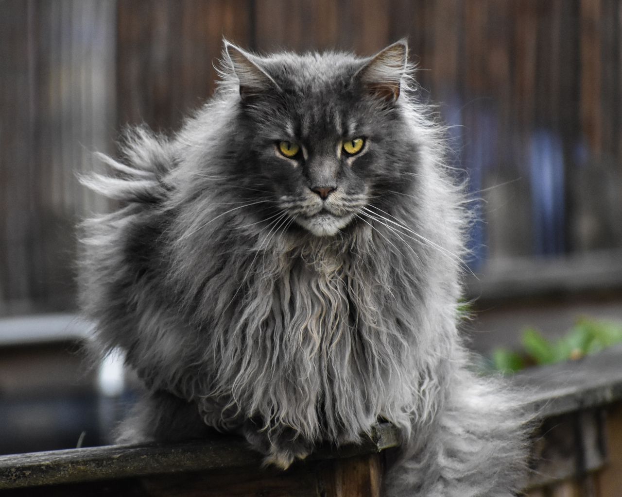 Maine Coon Personality: An Honest Guide For First-Time Owners