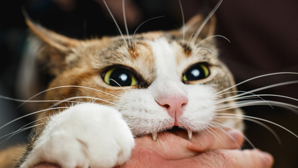 Why Does My Cat Bite Me? A Guide to Fewer Bites