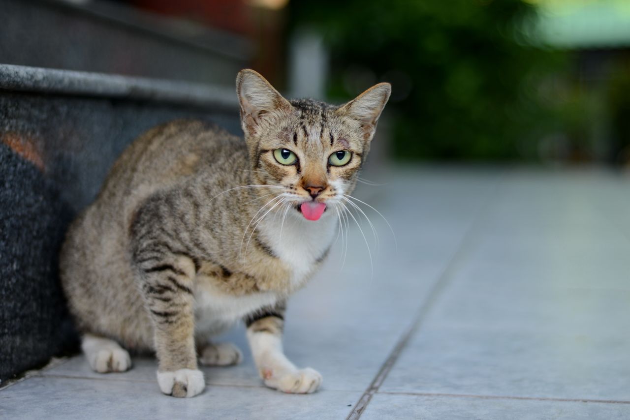 A Guide To Cat Panting In Every Scenario