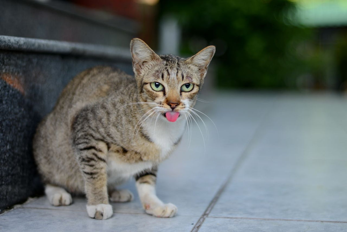 A Guide To Cat Panting In Every Scenario