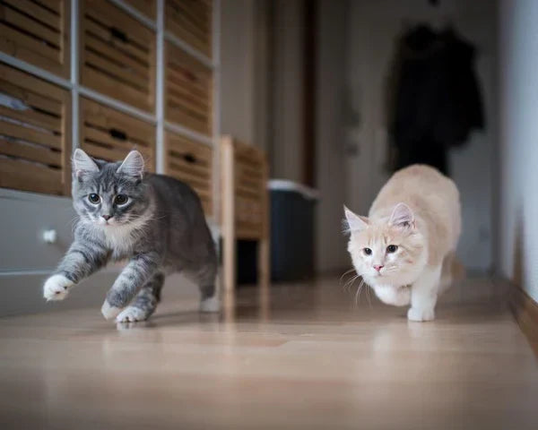 Signs Your Cat Is Accepting the New Kitten (and How to Help If They're Not)