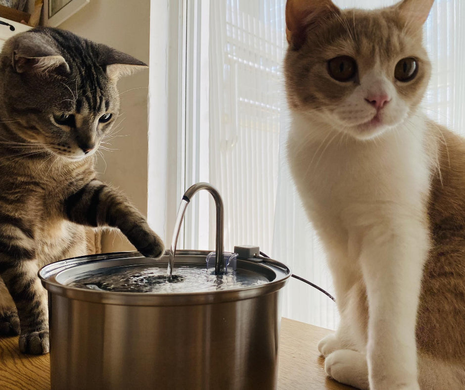 2 cats and a water fountain