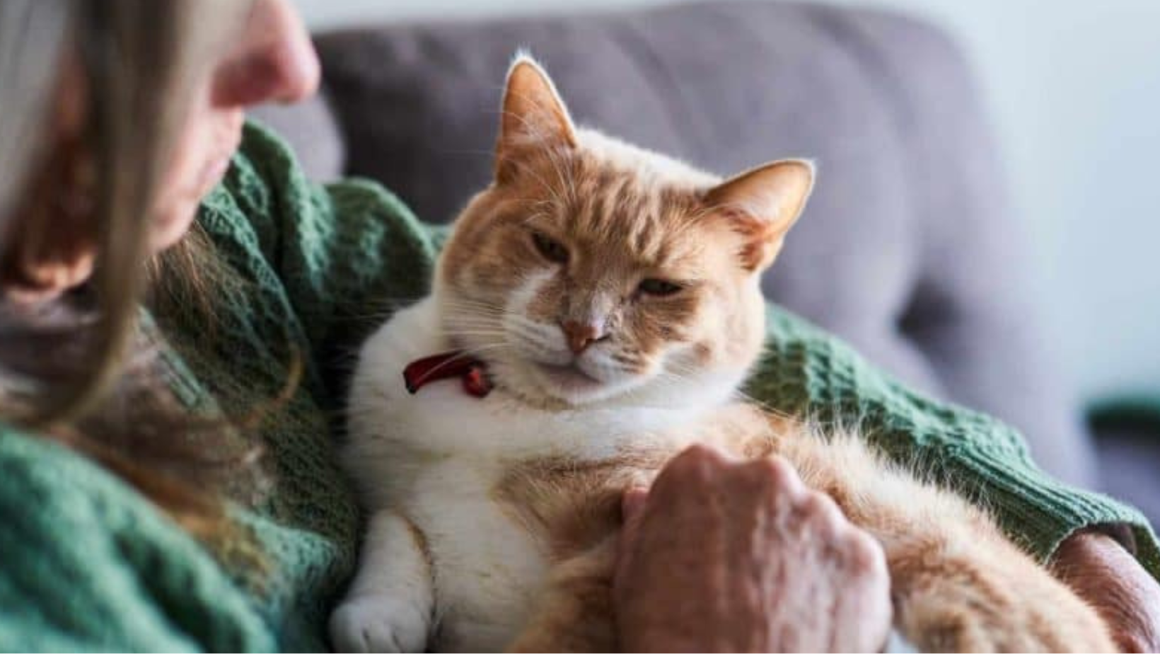 Feline Cognitive Dysfunction: Understanding Senior Cat Brain Health