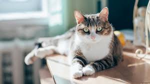 Healthy Cat Weight Charts & Guide