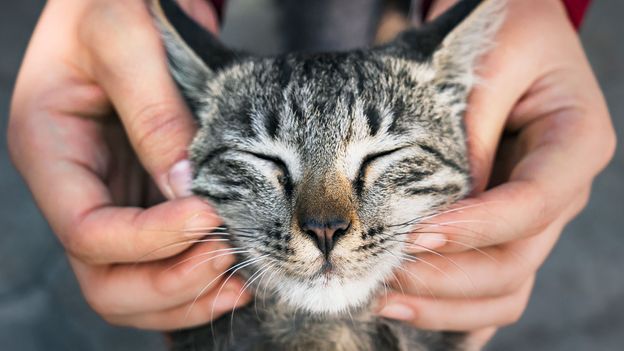 Cat comfortably getting pampered