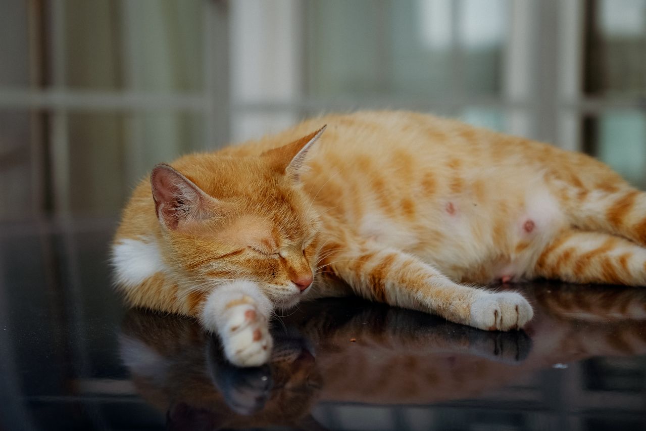 Signs A Cat Is Pregnant And What To Do Next