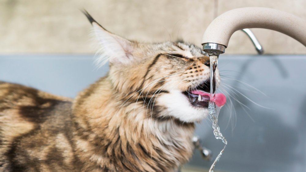 Cat Drinking From Sink