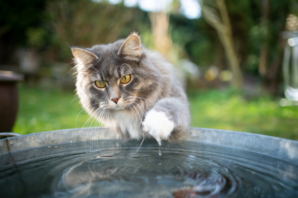 cat playing with water