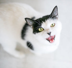 Why Is My Cat So Vocal? Understanding Your Talkative Cat