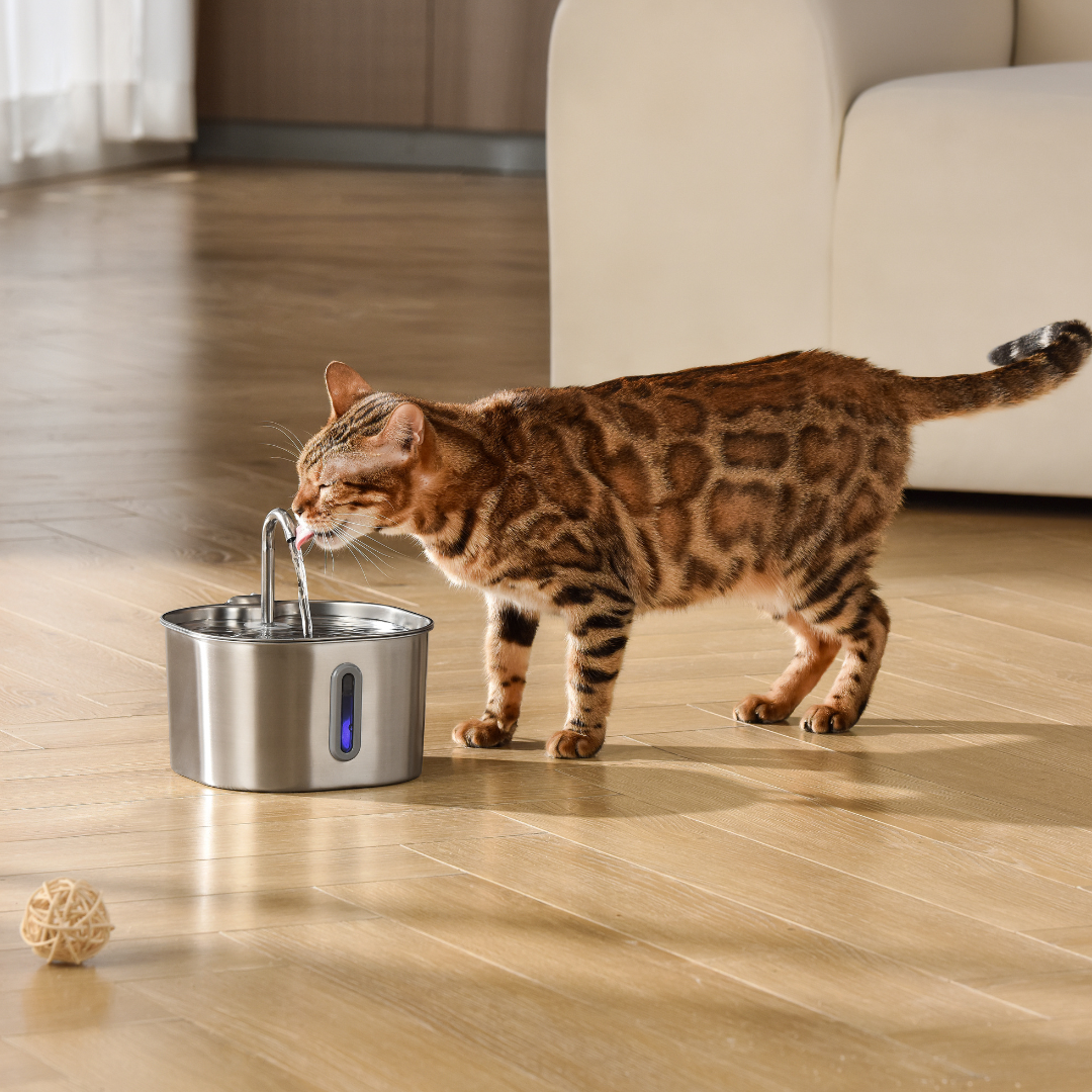 The KittySpout™ - 2.2L Fountain — <br>2–month Kit