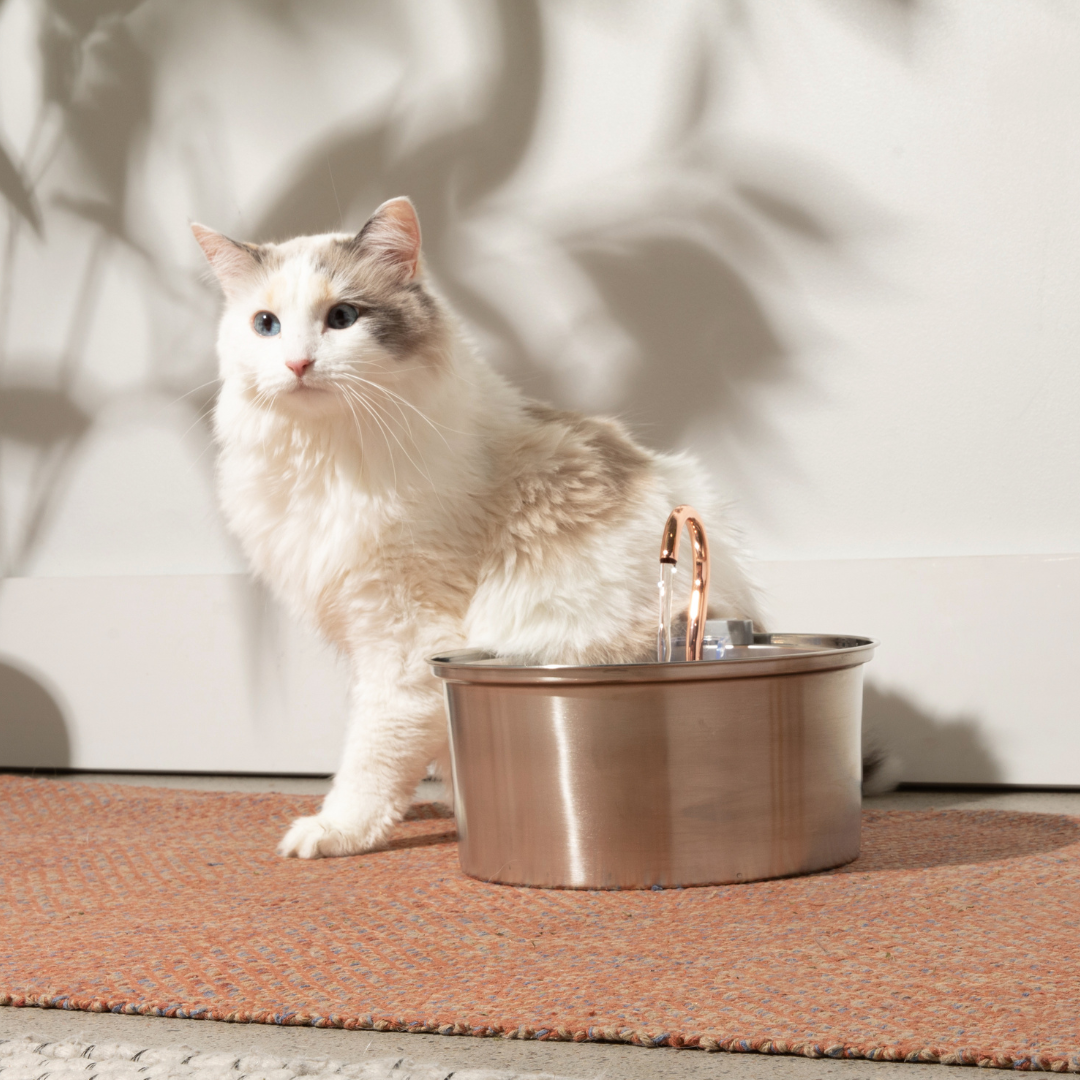 The KittySpout™ 3.2L - Health & Happiness Cat Kit