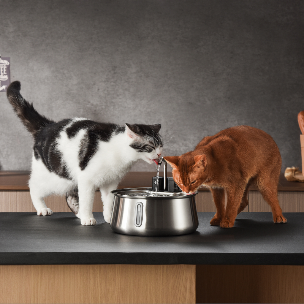 El kit Purrr-fect KittySpout