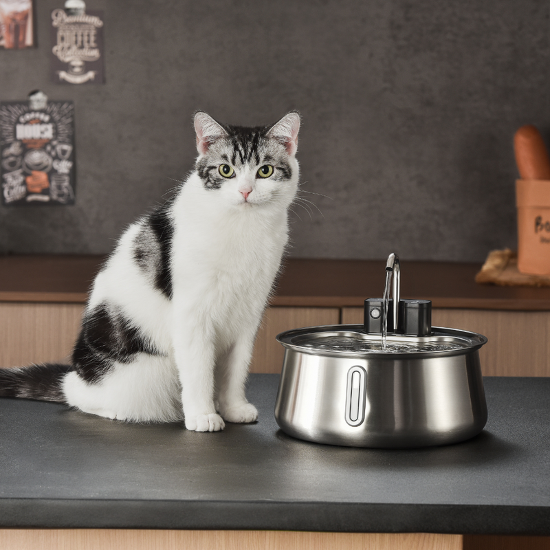 Consigue hoy la fuente para gatos n.º 1 recomendada