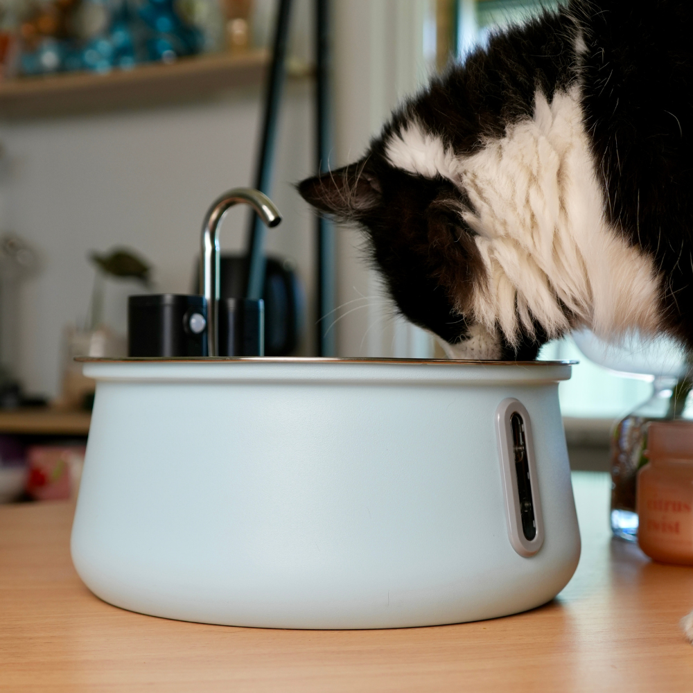 Better Hydration for a Healthier, Happier Cat