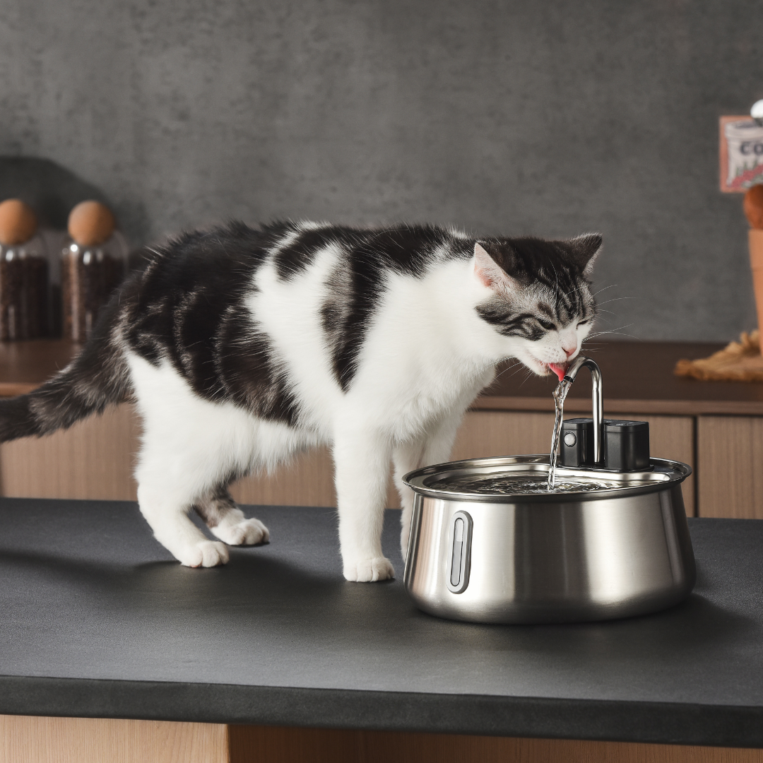 El kit Purrr-fect KittySpout