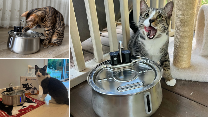 Por qué más de 600.000 dueños de gatos eligieron KittySpout