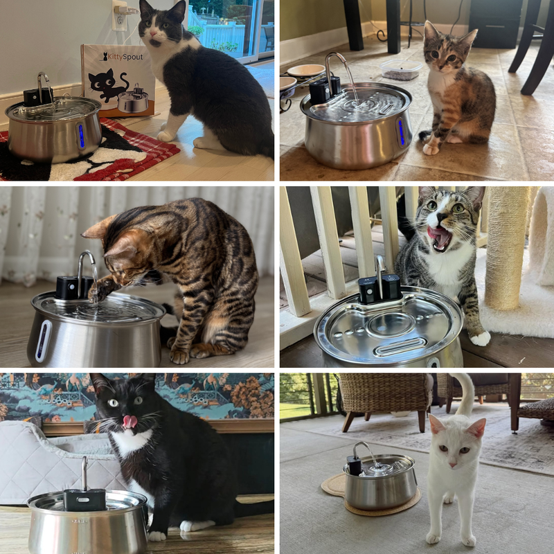 La fuente para gatos #1 recomendada por veterinarios en Estados Unidos